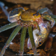 A fishing spider (genus Thaumasia) preying on a tadpole in a pond.